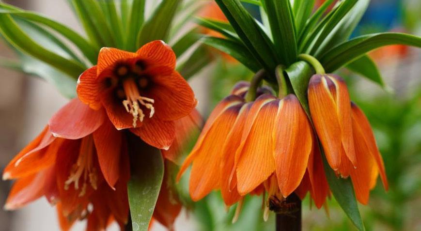 20 günlük ömrü var! Görmek isteyen Batman’a akın ediyor