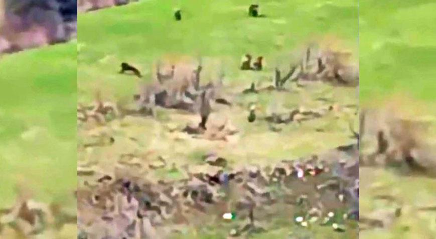 Böylesi birinci defa yaşandı! 8’i bir ortada görüldü