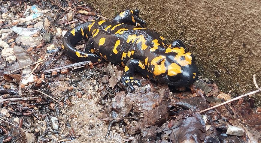 Jenerasyonu tehlike altındaki sarı benekli semender Adana’da görüldü