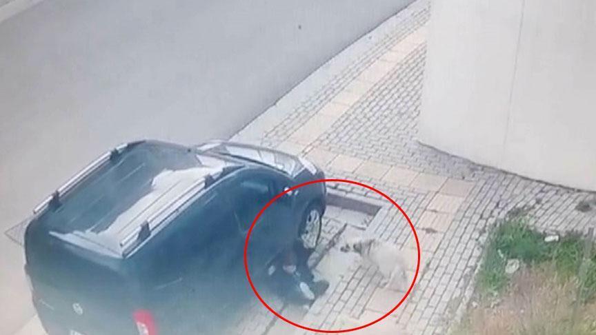 Yer: Bursa! Sahipsiz köpekler kaldırımda yürüyen çocuğa saldırdı