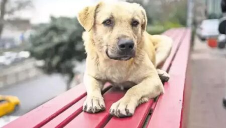 AYM, sahipsiz hayvan düzenlemesinin iptalini reddetti