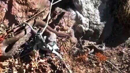 En zehirli tür! Bölgede ikinci kere görüldü: Isırdığı an yaşama bahtı bırakmıyor