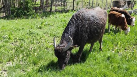 Firari manda şaşırttı! Muş’tan Ağrı’ya kaçtı, ayrıntılar herkesi şoke etti