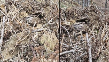 Kendini ve yavrularını kamufle etti! Fotoğrafa dikkatli bakınca fark ediliyorlar