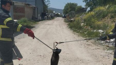 Kütahya’da yılan avı!