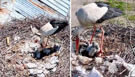 Tam zamanında mucize! Köyü terk etmediler Anneler Günü’nde ‘anne’ oldular