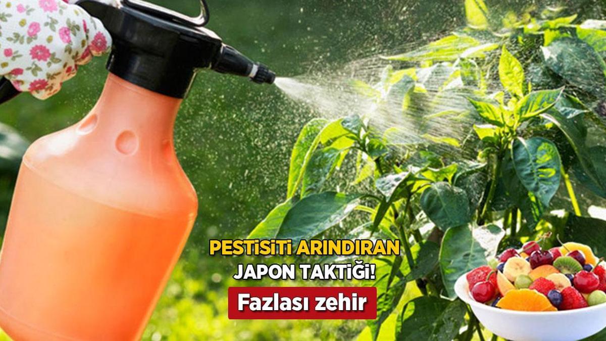 Zerzevat meyvedeki pestisiti yok eden Japon taktiği! Meskendeki 2 materyal yetiyor