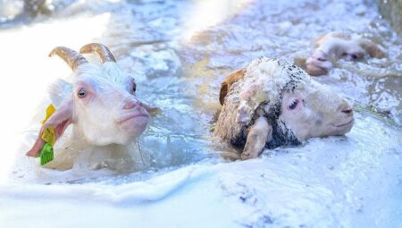 800 yıllık kadim sır! Üniversiteliler fark etti, şayet koyunlar suya atlıyorsa…