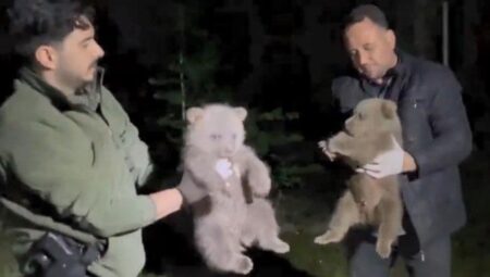 Annelerine ulaşılamayan yavru ayılar muhafaza altına alındı