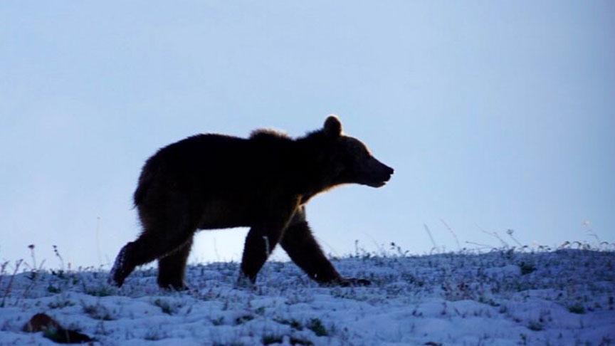 Ardahan’da yaşandı! Yolda önüne çıkan ayıyı kaydetmeye başladı, sonrası inanılmaz