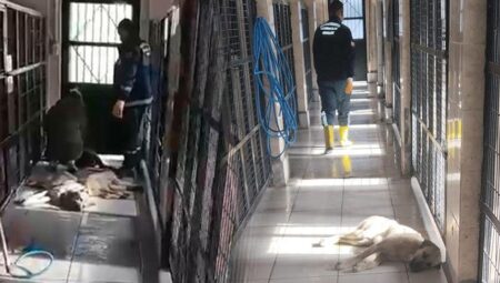 ‘Barınakta hayvanlar uyutuldu’ iddiası! Belediyeden açıklama geldi