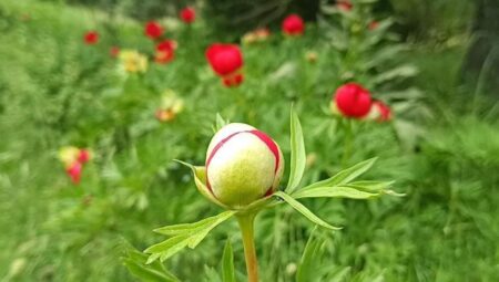 Bu çiçeğe dokunmanın bedeli yarım milyon lira! Kimse yaklaşamıyor