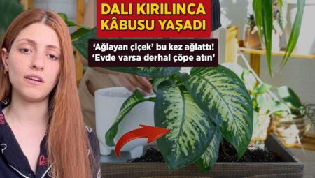 Bursa’da ağlayan çiçek zehirledi! Bu türlü uyardı: ‘Evinizde bu çiçek varsa derhal çöpe atın’