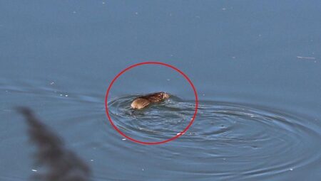 Çin’de yaşıyor Diyarbakır’da görüntüledi! Bilim insanları kente akın etti