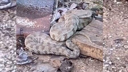 Çıtırtılardan şüphelendi! Dev yılanı görünce şoke oldu