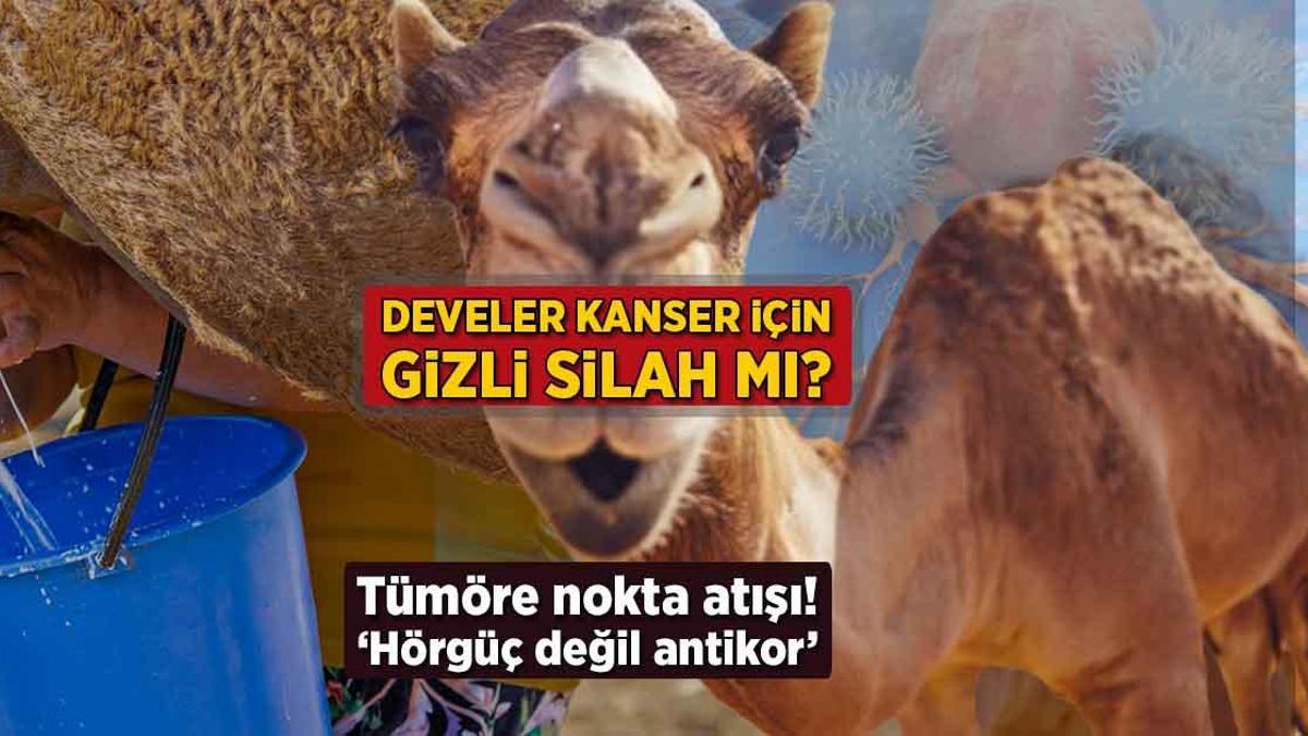 Develer kanser için zımnî silah mı? Tümöre nokta atışı: ‘Hörgüç değil antikor’
