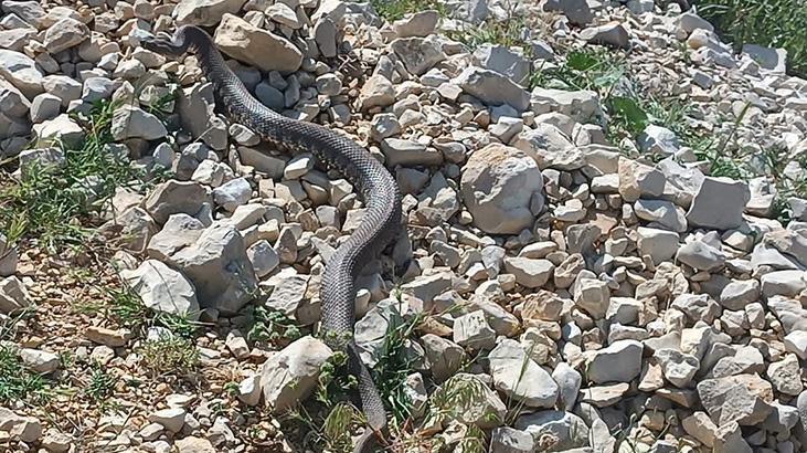 En zehirli yılan türlerinden! Yürüyüşte karşısına çıktı