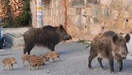 İlçede domuz istilası! Beslenmesi yasaklandı, ihlal edenlere ceza