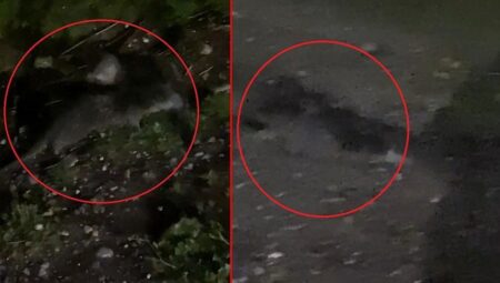 Irmak kıyısında gören inanamadı! ‘Bazı sorunlu süreçler yaşıyor’