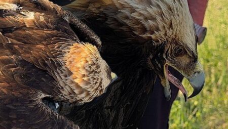 İstanbul’da çalılıkların ortasında fark ettiler! ‘Hiç görmemiştik birinci kere karşılaşıyoruz’