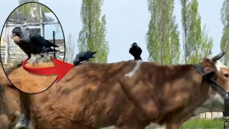 Kargalar, ineğin tüylerini yolup götürdü! Sebebi şaşkına çevirdi