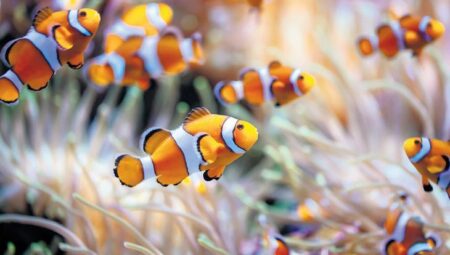 Kayıp balık Nemo zayıflıyor