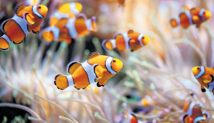 Kayıp balık Nemo zayıflıyor