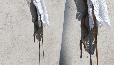 Kentte büyük panik! Metrelerce uzunlukta yılan pencereden konuta girdi