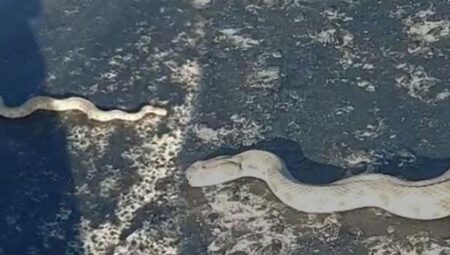 Kentte dehşet dolu anlar! En zehirli cins yola indi