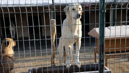 Osmangazi Belediyesinden barınakta köpeklerin öldürüldüğü argümanına açıklama