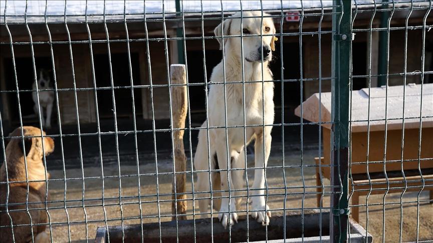 Osmangazi Belediyesinden barınakta köpeklerin öldürüldüğü argümanına açıklama