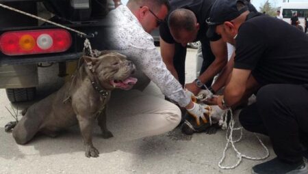 Pitbull kalabalığın ortasına daldı! Bir kişi yaralandı, 4 kişi güç zapt etti