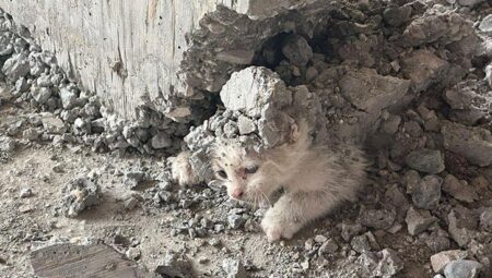 Şanlıurfa’da beton kolonun altında mahsur kalan kedi yavrusu kurtarıldı