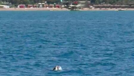 Side açıklarında görüntülendi! Turistler büyük heyecan yaşadı