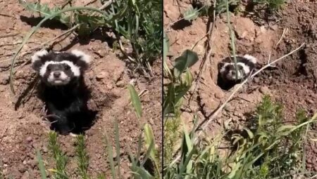 Sivas’ta görüntülendi! Toprağın içinden çıktı, kamera kayda aldı