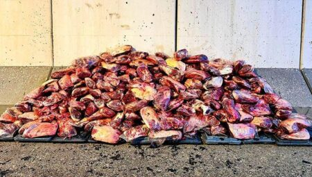 Tabağımıza gelmeden yakalandı! Mide bulandıran manzara