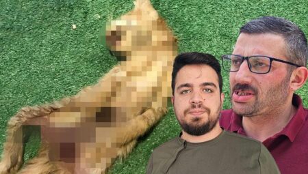 Zonguldak’ta bir kedi vahşeti daha! Karın bölgeleri kesildi, iç organları çıkarıldı