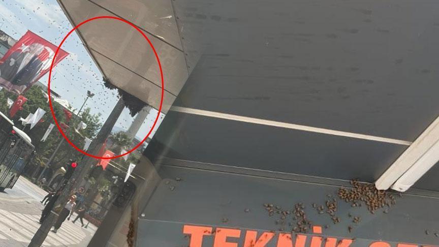 Bir anda binlercesi geldi! Bir kenti istila ettiler: Esnaf dükkanlarını kapatıp kaçtı