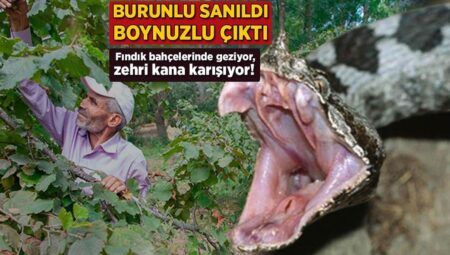 Burunlu sanıldı, boynuzlu çıktı! Fındık bahçelerinde geziyor, zehri kana karışıyor