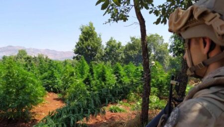 Diyarbakır’da 12 milyon 389 bin kök kenevir ve skunk ele geçirildi