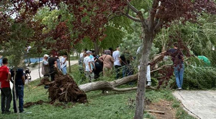 Fırtına kenti vurdu! Otobüs durağı ve ağaçlar devrildi