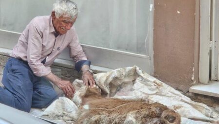 Hasta buzağısına bebek üzere sarıldı! Saatlerce gözyaşı döktü