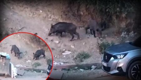 Hatay’da yaban domuzları yerleşim alanına indi! O anlar kameraya yansıdı