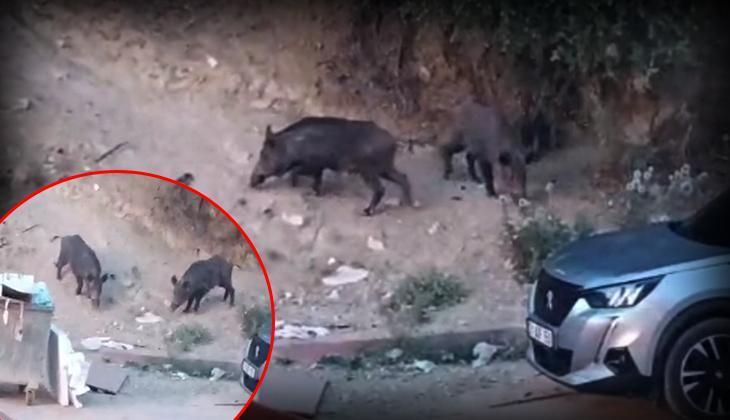 Hatay’da yaban domuzları yerleşim alanına indi! O anlar kameraya yansıdı