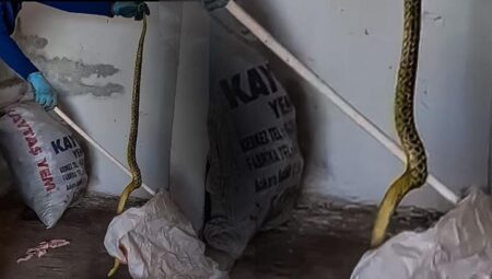 Konuttan çıkan dev yılan korkuttu