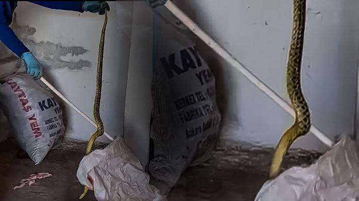 Konuttan çıkan dev yılan korkuttu