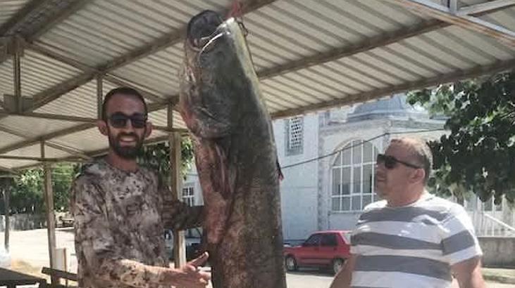 Meriç Irmağı’nda 80 kilogramlık yayın balığı yakalandı Meriç Irmağı’nda yakalanan dev! Kem
