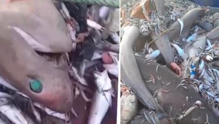 Mersin’de balıkçıların ağına takıldı: Bunlar adamı yer