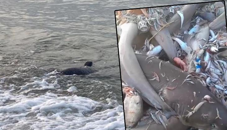 Mersin’de köpek balığı tedirginliği! Valilikten açıklama geldi