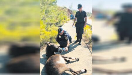 Muğla’da başıboş eşek operasyonu